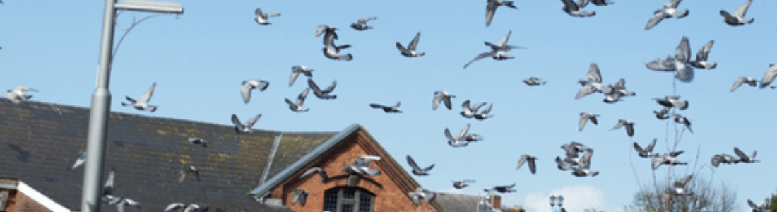 Pombos no Telhado  24 HORAS